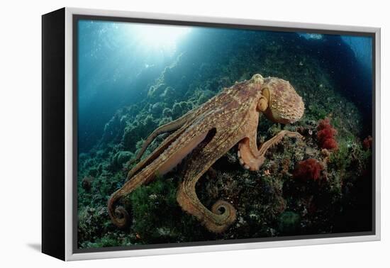 Octopus (Octopus Vulgaris)-Reinhard Dirscherl-Framed Premier Image Canvas