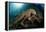 Octopus (Octopus Vulgaris)-Reinhard Dirscherl-Framed Premier Image Canvas