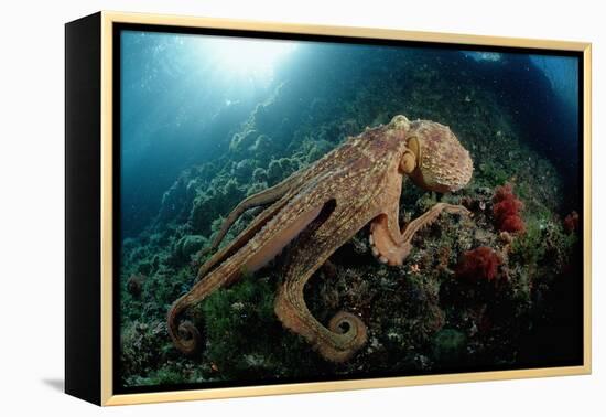 Octopus (Octopus Vulgaris)-Reinhard Dirscherl-Framed Premier Image Canvas