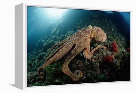 Octopus (Octopus Vulgaris)-Reinhard Dirscherl-Framed Premier Image Canvas