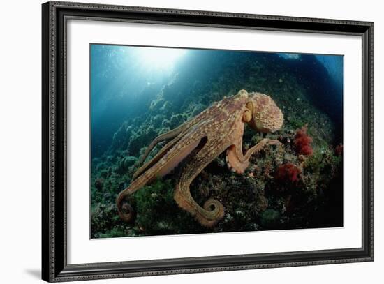 Octopus (Octopus Vulgaris)-Reinhard Dirscherl-Framed Photographic Print