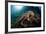 Octopus (Octopus Vulgaris)-Reinhard Dirscherl-Framed Photographic Print