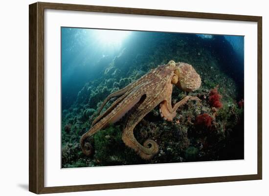 Octopus (Octopus Vulgaris)-Reinhard Dirscherl-Framed Photographic Print