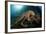 Octopus (Octopus Vulgaris)-Reinhard Dirscherl-Framed Photographic Print