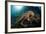 Octopus (Octopus Vulgaris)-Reinhard Dirscherl-Framed Photographic Print