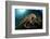 Octopus (Octopus Vulgaris)-Reinhard Dirscherl-Framed Photographic Print