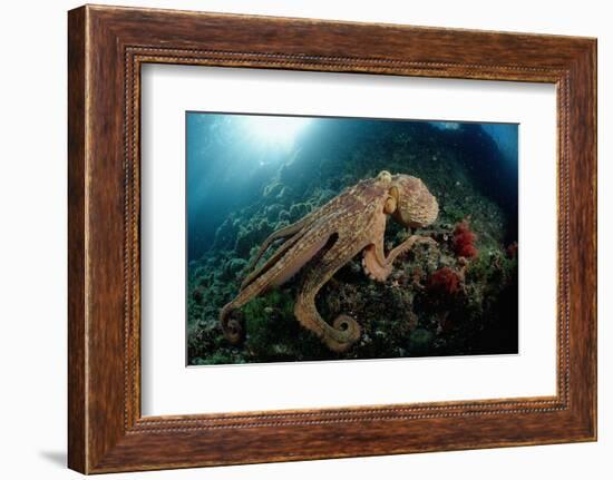 Octopus (Octopus Vulgaris)-Reinhard Dirscherl-Framed Photographic Print