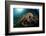 Octopus (Octopus Vulgaris)-Reinhard Dirscherl-Framed Photographic Print