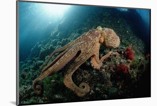 Octopus (Octopus Vulgaris)-Reinhard Dirscherl-Mounted Photographic Print