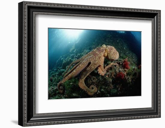 Octopus (Octopus Vulgaris)-Reinhard Dirscherl-Framed Photographic Print