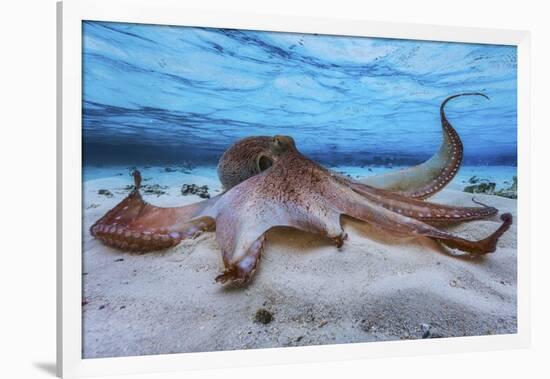 Octopus-Barathieu Gabriel-Framed Giclee Print