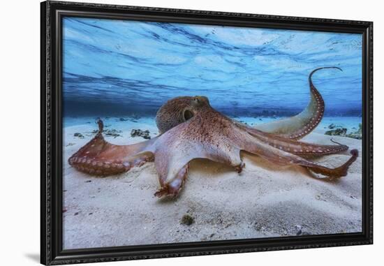 Octopus-Barathieu Gabriel-Framed Giclee Print