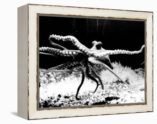 Octopus-null-Framed Premier Image Canvas