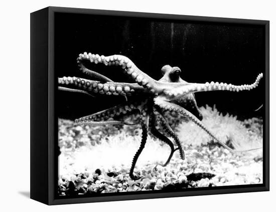 Octopus-null-Framed Premier Image Canvas