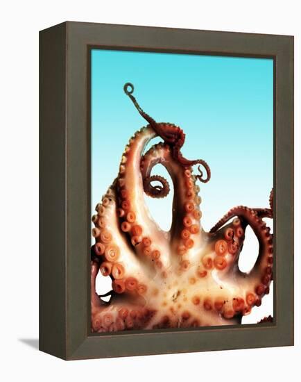 Octopus-Victor Habbick-Framed Premier Image Canvas