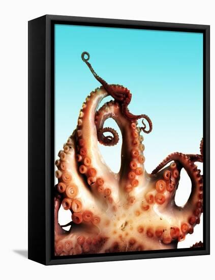 Octopus-Victor Habbick-Framed Premier Image Canvas