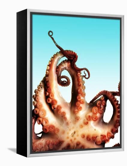 Octopus-Victor Habbick-Framed Premier Image Canvas