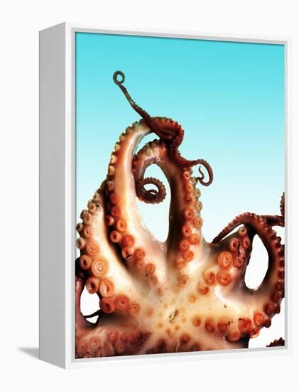 Octopus-Victor Habbick-Framed Premier Image Canvas