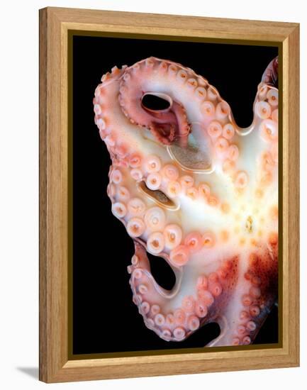 Octopus-Victor Habbick-Framed Premier Image Canvas