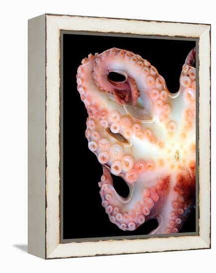 Octopus-Victor Habbick-Framed Premier Image Canvas