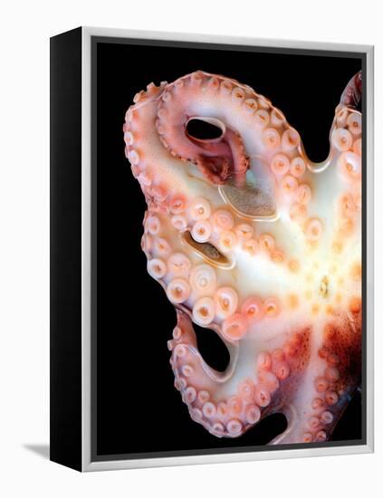 Octopus-Victor Habbick-Framed Premier Image Canvas