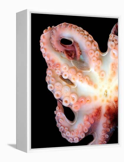 Octopus-Victor Habbick-Framed Premier Image Canvas