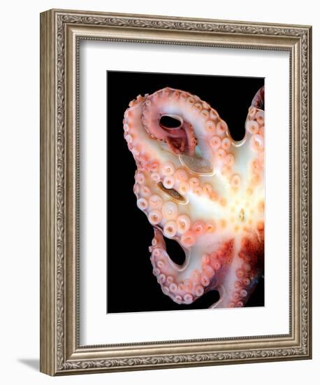 Octopus-Victor Habbick-Framed Premium Photographic Print