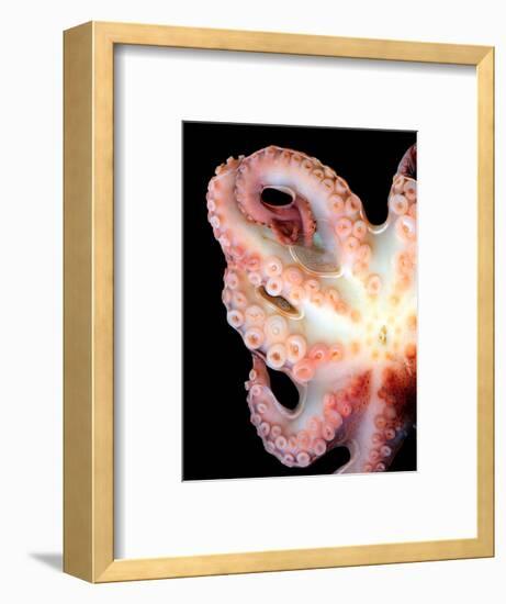 Octopus-Victor Habbick-Framed Premium Photographic Print