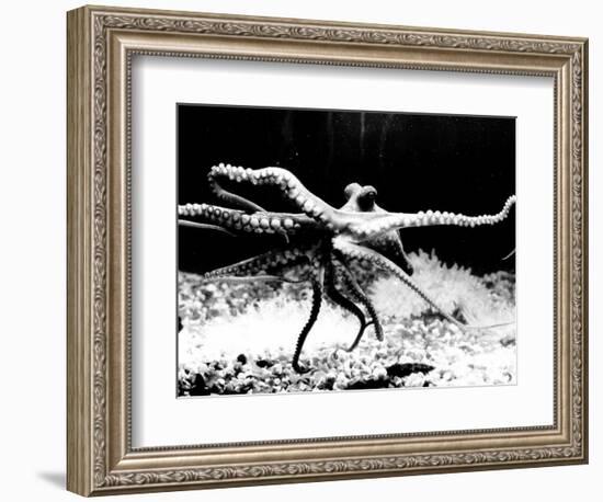 Octopus-null-Framed Photographic Print