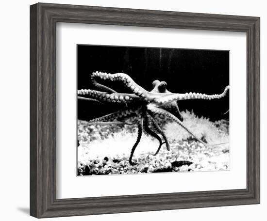 Octopus-null-Framed Photographic Print