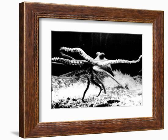 Octopus-null-Framed Photographic Print