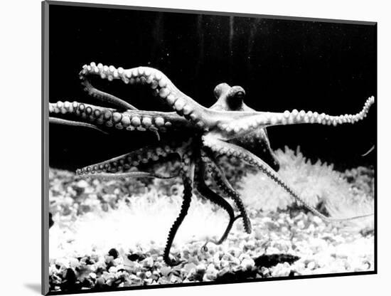 Octopus-null-Mounted Photographic Print