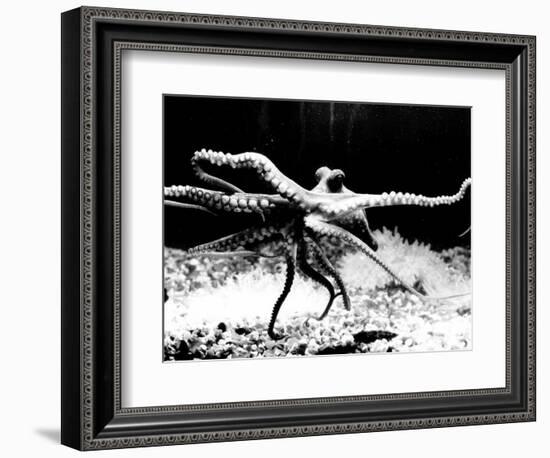 Octopus-null-Framed Photographic Print