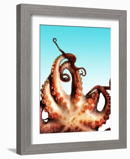 Octopus-Victor Habbick-Framed Photographic Print