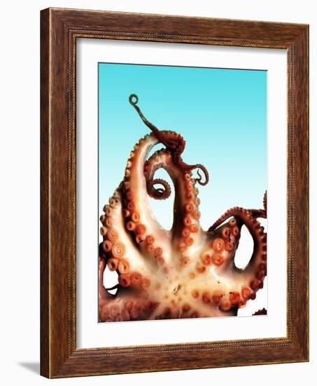 Octopus-Victor Habbick-Framed Photographic Print