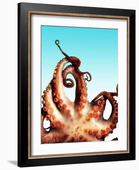 Octopus-Victor Habbick-Framed Photographic Print