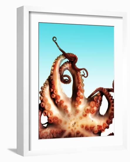 Octopus-Victor Habbick-Framed Photographic Print