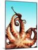 Octopus-Victor Habbick-Mounted Photographic Print