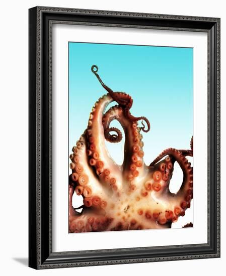 Octopus-Victor Habbick-Framed Photographic Print