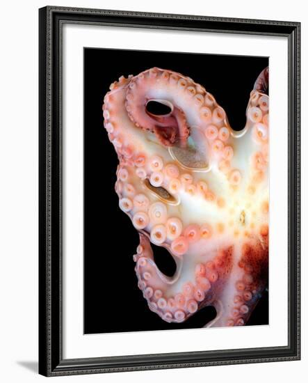 Octopus-Victor Habbick-Framed Photographic Print