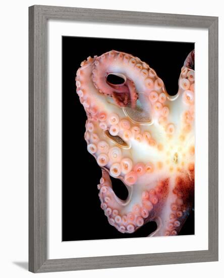 Octopus-Victor Habbick-Framed Photographic Print