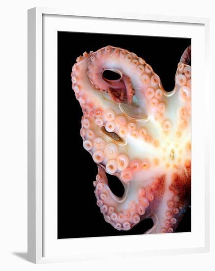 Octopus-Victor Habbick-Framed Photographic Print