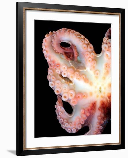 Octopus-Victor Habbick-Framed Photographic Print