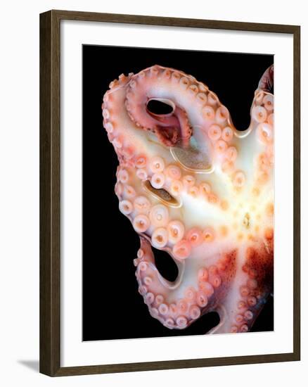 Octopus-Victor Habbick-Framed Photographic Print