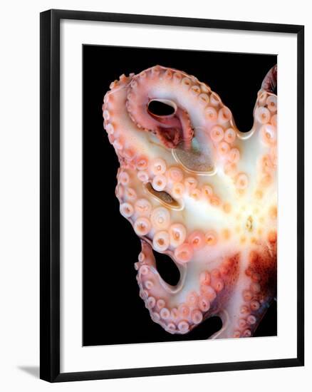 Octopus-Victor Habbick-Framed Photographic Print