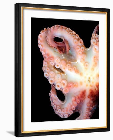 Octopus-Victor Habbick-Framed Photographic Print