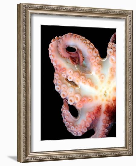 Octopus-Victor Habbick-Framed Photographic Print