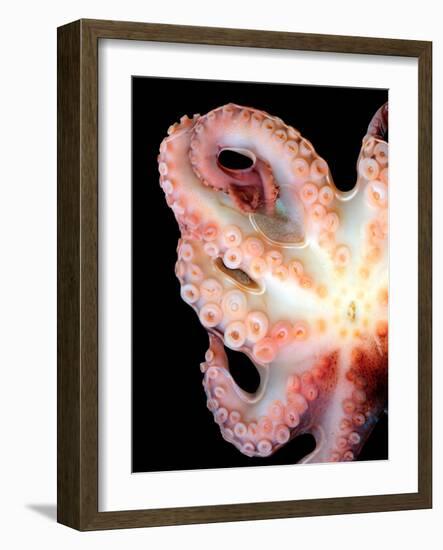 Octopus-Victor Habbick-Framed Photographic Print