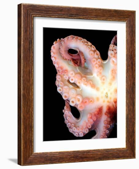 Octopus-Victor Habbick-Framed Photographic Print