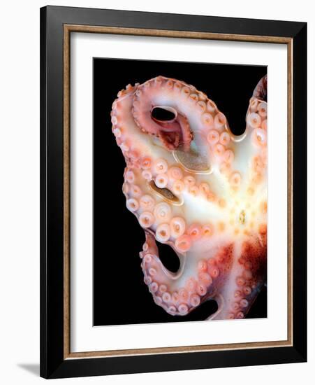 Octopus-Victor Habbick-Framed Photographic Print